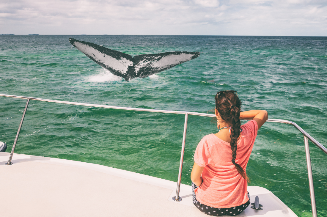 Spotting Marine Life on Your Boating Excursions