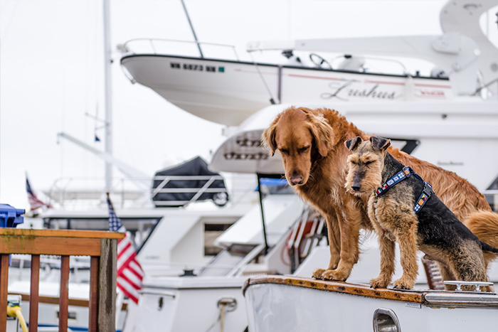 Boating with Dogs: What to Expect